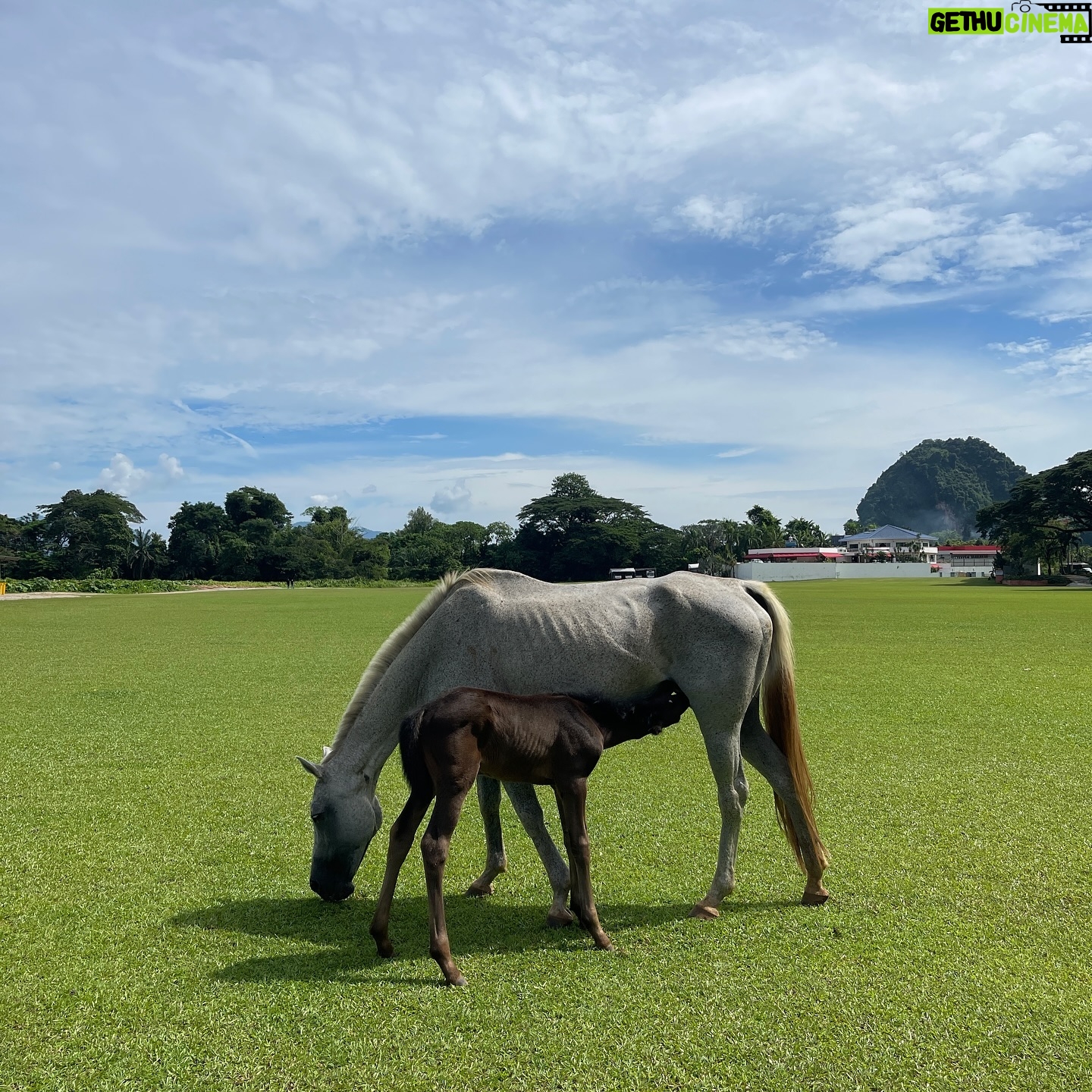 Sara Jane Ho Instagram - Malaysia highlights - riding polo ponies, Ipoh street food, and nightlife that reminds me of clubbing in Beijing 20 years ago 😍