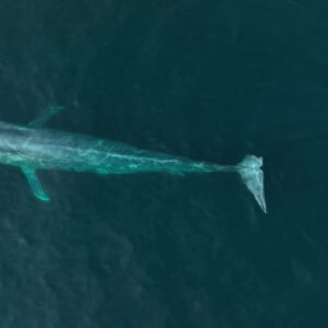 Sarah Carter Instagram - A dream came true for me last Sunday. 

We met a Blue Whale named Uno… the largest mammal in the world… most rare… gentle giant with a 1000 lbs heart. 

It was a cold and cloudy day. We changed our trip from 1pm to 3:30pm.  You can only see the blue glow emanate off of their stone grey skin when the sun hits the ocean surface.  Managing expectations, the guides acknowledged the gloomy weather, and said a sighting isn’t guaranteed, but if we do see a 30 or 40ft spray in the distance to let them know so we can race towards it and catch its dive… its tail. We were told there were four in the area, but none had shown their tail as of yet.  When they reassured we’d likely see dolphins… I knew in my gut I was there for the Blue Whale… they migrate through the California coast two weeks out of the year (some years) and they were here. 

This animal has intrigued me throughout my life. To see it now… after so much family healing…after my brother’s passing and the depth of forgiveness, loyalty, and love his transition unearthed… this was yet another sacred connection with natural medicine I didn’t expect.

Uno had an injury… part of his tail was missing so his dives were shallow and he moved slowly… he needed to use his tail to dive for krill… after his first dive they told us he may not show again for another 12 to 20 minutes and depending on how fast he moves, that may have been it. 

5 minutes later, the sun came pouring through the clouds and his spout sounded right beside our boat. The blue glow was like nothing I could have imagined. Dave, our guide told us to put away our phones and enjoy it, and that he would take drone shots for us. The beauty was almost overwhelming. 

Just when we thought it couldn’t get any better, he showed his tail again! I took out my phone… and again… this time I captured Alice’s joy.

I feel honored to be able to share this experience with you. If you ever have the chance, @newportcoastaladventure is well worth the trip.

“When the student is ready, the teacher appears.”

Thank you Uno.

You opened my heart into greatness, slowness, grace, beauty, strength, loyalty, connection, wisdom, and the vast unknown.

#keepouroceansclean