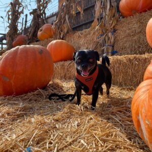 Sarah Hay Instagram - October so far 🎃 #everydayishalloween #pumpkinpatch slide #5 is 2020 ✨