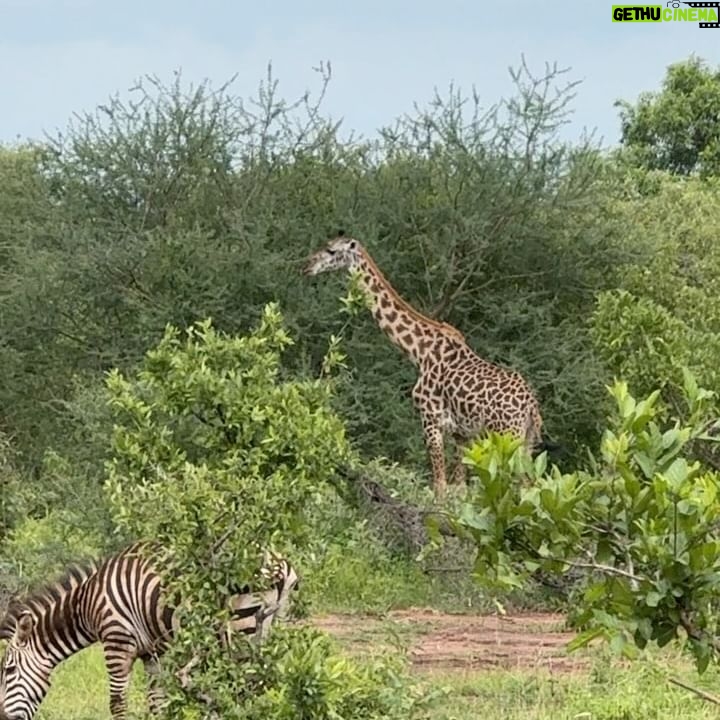 Sarah Willis - 4.1K Likes - Music with the Maasai in magical Tanzania - an experience of a lifetime. Thank you @nimaliafrica @jimchasses and Mum! 🐘🦒