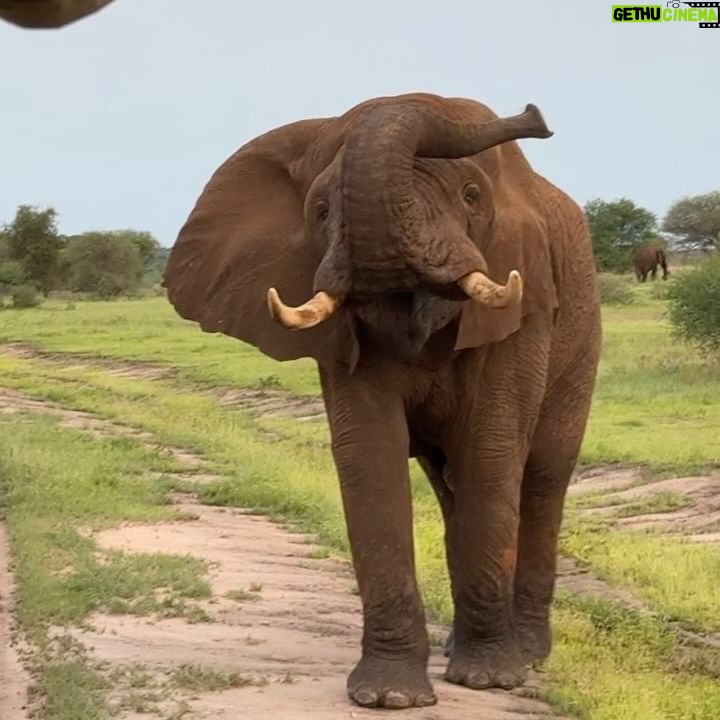 Sarah Willis - 4.1K Likes - Music with the Maasai in magical Tanzania - an experience of a lifetime. Thank you @nimaliafrica @jimchasses and Mum! 🐘🦒