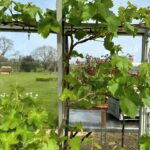Sarah Beeny Instagram – @bloomingbert vine help and advice has worked its magic!!! Grapes on their way! X #vines