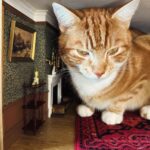 Sarah Beeny Instagram – I suppose it’s as cosy a place as any? 🐈 xxx
.
.
.
#cats #dollhouse #mini #miniature #dollshouse #dollhouserenovation #catsofinstagram