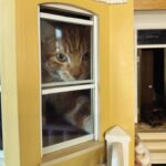 Sarah Beeny Instagram – I suppose it’s as cosy a place as any? 🐈 xxx
.
.
.
#cats #dollhouse #mini #miniature #dollshouse #dollhouserenovation #catsofinstagram