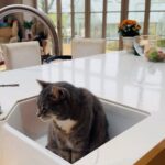 Sarah Beeny Instagram – Waiting to be washed up….. #catsofinstagram #cat #washingup