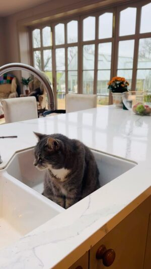 Sarah Beeny Instagram - Waiting to be washed up….. #catsofinstagram #cat #washingup