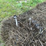 Sarah Beeny Instagram – 2 days outside and this old haybale has sprung to life!!! #mushrooms  #naturereclaims