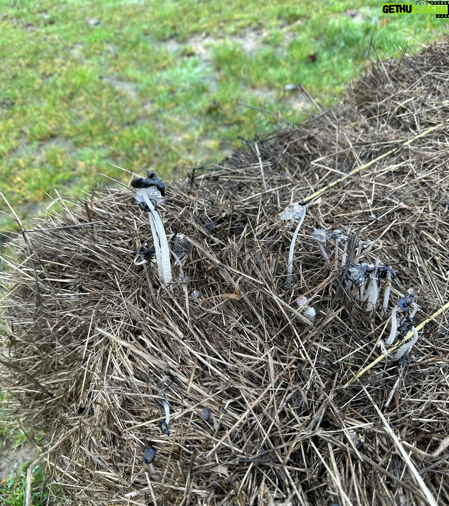 Sarah Beeny Instagram - 2 days outside and this old haybale has sprung to life!!! #mushrooms #naturereclaims