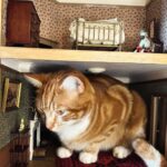 Sarah Beeny Instagram – I suppose it’s as cosy a place as any? 🐈 xxx
.
.
.
#cats #dollhouse #mini #miniature #dollshouse #dollhouserenovation #catsofinstagram