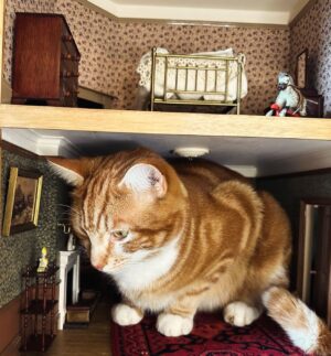 Sarah Beeny Instagram - I suppose it’s as cosy a place as any? 🐈 xxx
.
.
.
#cats #dollhouse #mini #miniature #dollshouse #dollhouserenovation #catsofinstagram