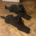Sarah Beeny Instagram – We like to look very neat and tidy……. #dogs