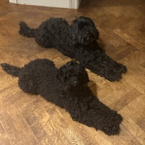 Sarah Beeny Instagram - We like to look very neat and tidy……. #dogs