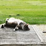 Sarah Beeny Instagram – Soo comfy… #catsofinstagram