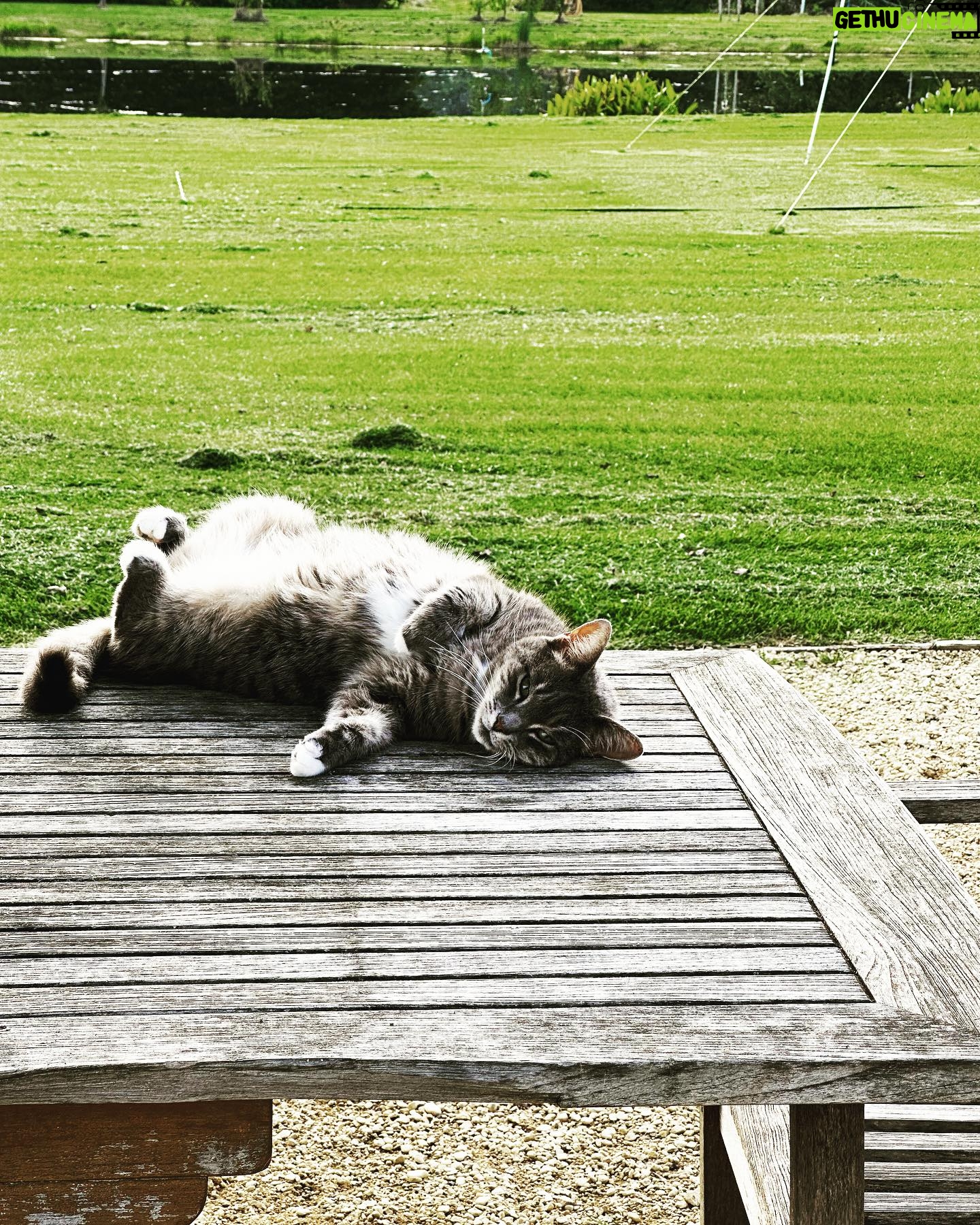 Sarah Beeny Instagram - Soo comfy… #catsofinstagram