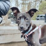 Sarah Chalke Instagram - The puppy my sisters and I are fostering...5 months old and she’s got the best ears going...❤️❤️❤️❤️