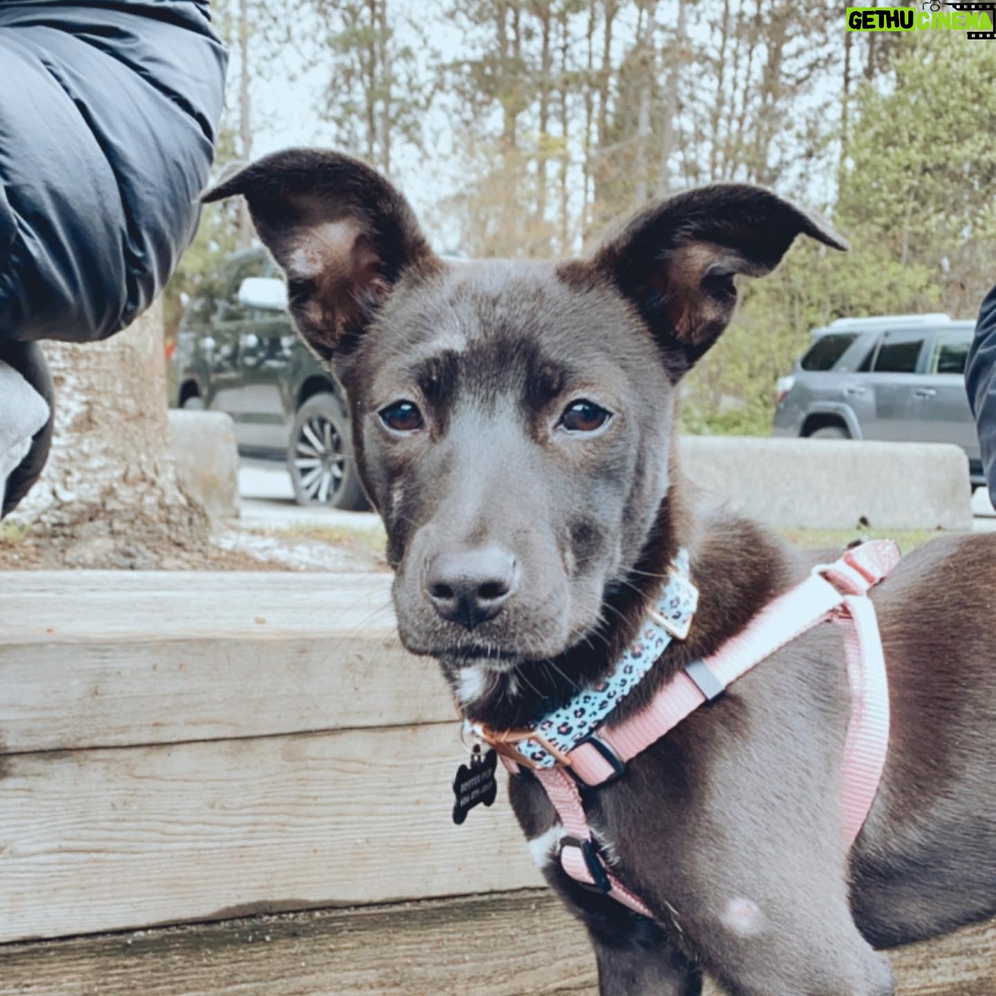 Sarah Chalke Instagram - The puppy my sisters and I are fostering...5 months old and she’s got the best ears going...❤️❤️❤️❤️