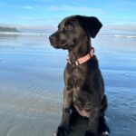 Sarah Chalke Instagram - Poppy ❤️ we just got to foster this little 8 week old rescue pup for the past couple of weeks. She was the best. I’ll miss ya pops💔