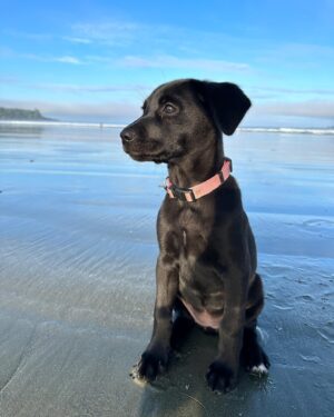Sarah Chalke Instagram - Poppy ❤️ we just got to foster this little 8 week old rescue pup for the past couple of weeks. She was the best. I’ll miss ya pops💔