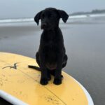 Sarah Chalke Instagram - Poppy ❤️ we just got to foster this little 8 week old rescue pup for the past couple of weeks. She was the best. I’ll miss ya pops💔