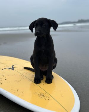 Sarah Chalke Instagram - Poppy ❤️ we just got to foster this little 8 week old rescue pup for the past couple of weeks. She was the best. I’ll miss ya pops💔
