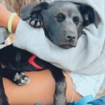 Sarah Chalke Instagram - Poppy ❤️ we just got to foster this little 8 week old rescue pup for the past couple of weeks. She was the best. I’ll miss ya pops💔