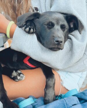 Sarah Chalke Instagram - Poppy ❤️ we just got to foster this little 8 week old rescue pup for the past couple of weeks. She was the best. I’ll miss ya pops💔