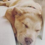 Sarah Chalke Instagram - How do you get anything done when all you can do is stare at this face?#fosterpuppy #rescuedogsofinstagram