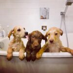 Sarah Chalke Instagram - Ahhh!! Puppies!!!! My sisters and I are fostering the little pup on the right and two of our best friends are fostering the other two. How will we not keep them?? I.do.not.know.😬❤️😩