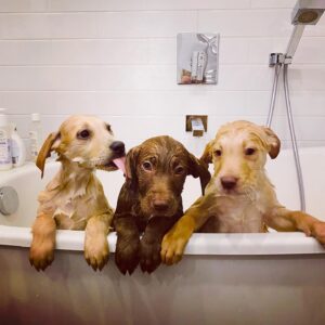 Sarah Chalke Instagram - Ahhh!! Puppies!!!! My sisters and I are fostering the little pup on the right and two of our best friends are fostering the other two. 
How will we not keep them?? I.do.not.know.😬❤️😩