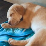 Sarah Chalke Instagram - Ahhh!! Puppies!!!! My sisters and I are fostering the little pup on the right and two of our best friends are fostering the other two. How will we not keep them?? I.do.not.know.😬❤️😩