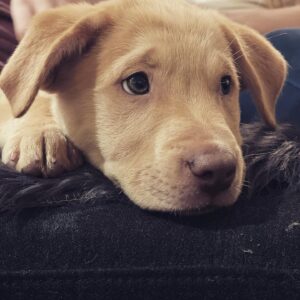 Sarah Chalke Instagram - Ahhh!! Puppies!!!! My sisters and I are fostering the little pup on the right and two of our best friends are fostering the other two. 
How will we not keep them?? I.do.not.know.😬❤️😩
