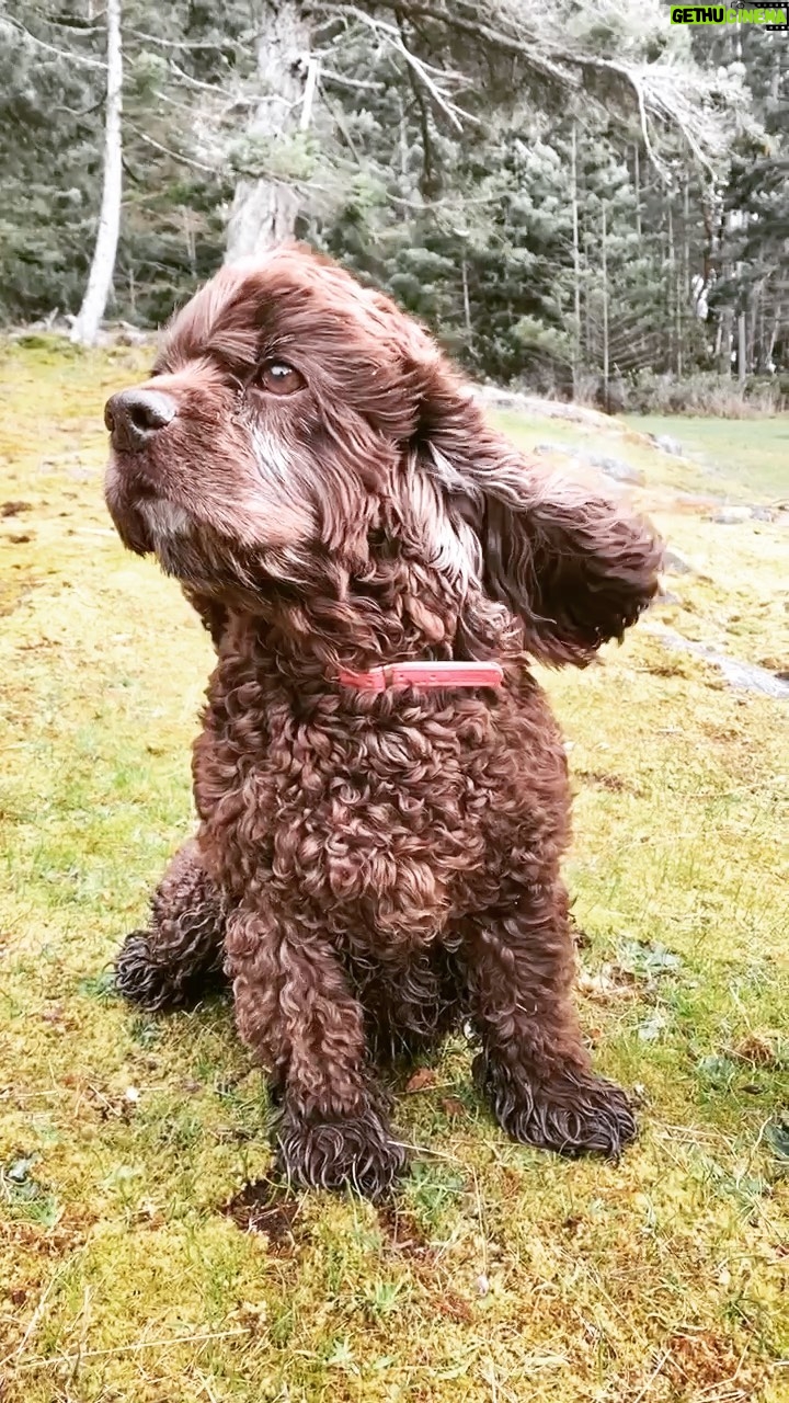 Sarah Chalke Instagram - From 8 years in a cage to living her best West Coast life💛 It’s been 10 months since my parents rescued Ruthie and she brings us all ridiculous amounts of joy. #ThoseEars #rescuedog