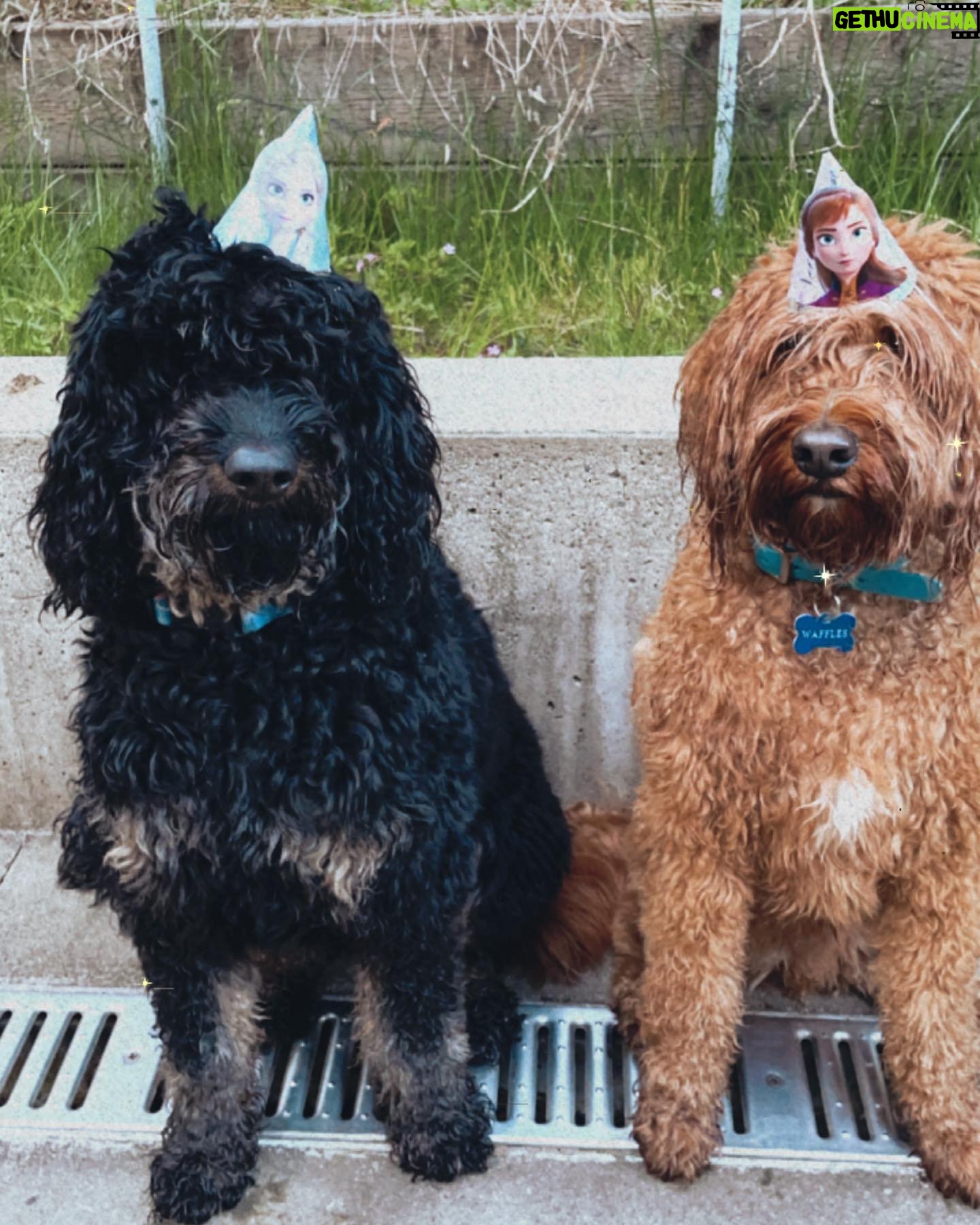 Sarah Chalke Instagram - My daughter turned five and we couldn’t have people, but we had dogs 💕 This guaranteed her win at pin the horn on the unicorn.