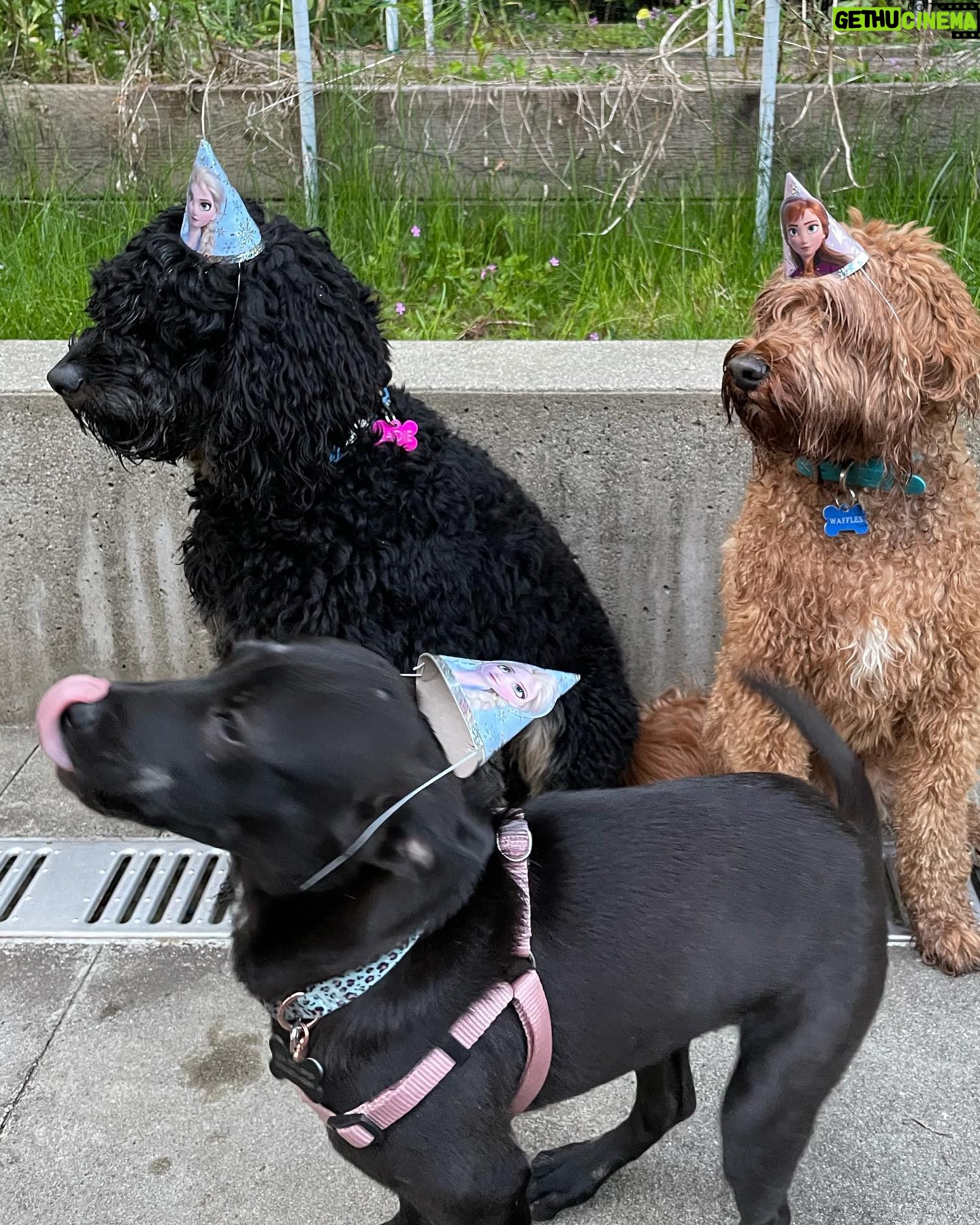 Sarah Chalke Instagram - My daughter turned five and we couldn’t have people, but we had dogs 💕 This guaranteed her win at pin the horn on the unicorn.