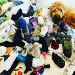 Sarah Chalke Instagram - Pairing socks with Waffles #happynationalpetday ❤️
