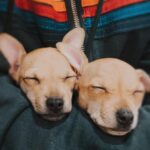 Sarah Chalke Instagram - #FBF to fostering these two little pups❤️💔