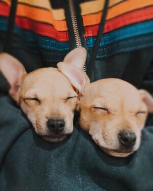 Sarah Chalke Instagram - #FBF to fostering these two little pups❤️💔