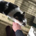 Sarah Desjardins Instagram - Kim is sitting in my lap as I write this. I wouldn’t be able to do it otherwise. 23 years is almost unheard of for a cat. She stuck by my side as long as she possibly could. She knew I needed her more than I did. Today I had to let the love of my life go. I will never forget every second I spent with her. Kim may have been a cat but she behaved like a human being. She understood all my emotions and gave me so much unconditional love and empathy. She spooned with me in the mornings, she curled up on my chest when she could sense that I was sad, she just wanted to be touching me at all times to be honest with you…even if she sat next to me and just placed her paw on my hand. Since I was a kid we were always in it together. She’s moved with me through every city and season of my life. I’m so deeply grateful to have gotten to share it with a little lady this special. My life has always contained a lot of heaviness and Kim has willingly carried that load with me. As of late it’s felt as though my nervous system is finally nearing a point where it’s ready to release some of that weight…no doubt in part to her. A new chapter lies ahead and in the most devastating way it almost makes sense that she wasn’t meant to come with me. (I’m crying now and Kim has migrated to rubbing against my face) While it will be impossible not to feel her absence I will also always carry the profound impact she had on my entire being, the way I love and how I walk through life. Goodbye Kim ♥️ You will be with me forever. watch the last slide till the end. I just found it and it kills me 🤍