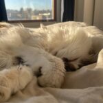 Sarah Desjardins Instagram - Kim is sitting in my lap as I write this. I wouldn’t be able to do it otherwise. 23 years is almost unheard of for a cat. She stuck by my side as long as she possibly could. She knew I needed her more than I did. Today I had to let the love of my life go. I will never forget every second I spent with her. Kim may have been a cat but she behaved like a human being. She understood all my emotions and gave me so much unconditional love and empathy. She spooned with me in the mornings, she curled up on my chest when she could sense that I was sad, she just wanted to be touching me at all times to be honest with you…even if she sat next to me and just placed her paw on my hand. Since I was a kid we were always in it together. She’s moved with me through every city and season of my life. I’m so deeply grateful to have gotten to share it with a little lady this special. My life has always contained a lot of heaviness and Kim has willingly carried that load with me. As of late it’s felt as though my nervous system is finally nearing a point where it’s ready to release some of that weight…no doubt in part to her. A new chapter lies ahead and in the most devastating way it almost makes sense that she wasn’t meant to come with me. (I’m crying now and Kim has migrated to rubbing against my face) While it will be impossible not to feel her absence I will also always carry the profound impact she had on my entire being, the way I love and how I walk through life. Goodbye Kim ♥️ You will be with me forever. watch the last slide till the end. I just found it and it kills me 🤍