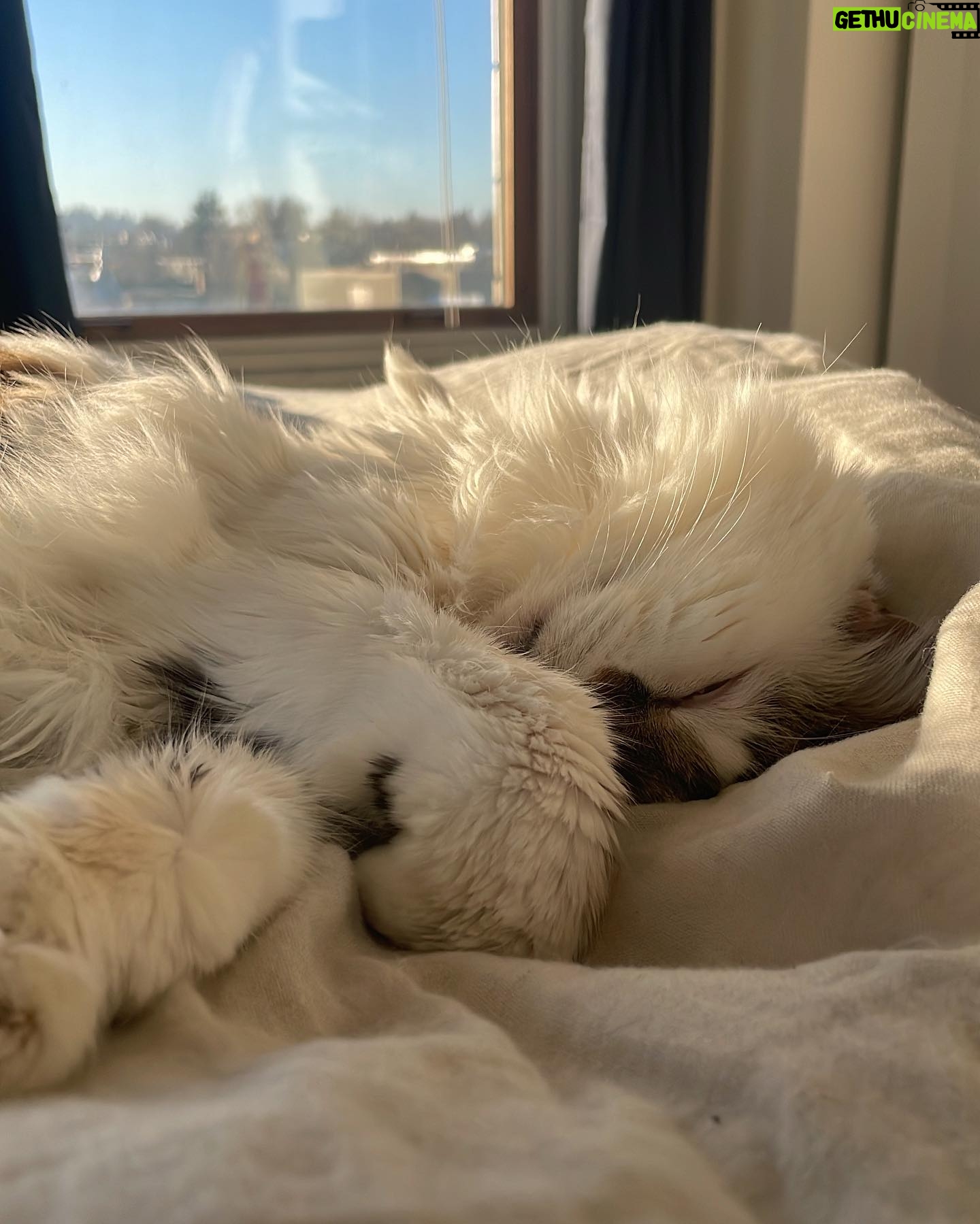 Sarah Desjardins Instagram - Kim is sitting in my lap as I write this. I wouldn’t be able to do it otherwise. 23 years is almost unheard of for a cat. She stuck by my side as long as she possibly could. She knew I needed her more than I did. Today I had to let the love of my life go. I will never forget every second I spent with her. Kim may have been a cat but she behaved like a human being. She understood all my emotions and gave me so much unconditional love and empathy. She spooned with me in the mornings, she curled up on my chest when she could sense that I was sad, she just wanted to be touching me at all times to be honest with you…even if she sat next to me and just placed her paw on my hand. Since I was a kid we were always in it together. She’s moved with me through every city and season of my life. I’m so deeply grateful to have gotten to share it with a little lady this special. My life has always contained a lot of heaviness and Kim has willingly carried that load with me. As of late it’s felt as though my nervous system is finally nearing a point where it’s ready to release some of that weight…no doubt in part to her. A new chapter lies ahead and in the most devastating way it almost makes sense that she wasn’t meant to come with me. (I’m crying now and Kim has migrated to rubbing against my face) While it will be impossible not to feel her absence I will also always carry the profound impact she had on my entire being, the way I love and how I walk through life. Goodbye Kim ♥️ You will be with me forever. watch the last slide till the end. I just found it and it kills me 🤍