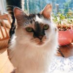 Sarah Desjardins Instagram - Kim is sitting in my lap as I write this. I wouldn’t be able to do it otherwise. 23 years is almost unheard of for a cat. She stuck by my side as long as she possibly could. She knew I needed her more than I did. Today I had to let the love of my life go. I will never forget every second I spent with her. Kim may have been a cat but she behaved like a human being. She understood all my emotions and gave me so much unconditional love and empathy. She spooned with me in the mornings, she curled up on my chest when she could sense that I was sad, she just wanted to be touching me at all times to be honest with you…even if she sat next to me and just placed her paw on my hand. Since I was a kid we were always in it together. She’s moved with me through every city and season of my life. I’m so deeply grateful to have gotten to share it with a little lady this special. My life has always contained a lot of heaviness and Kim has willingly carried that load with me. As of late it’s felt as though my nervous system is finally nearing a point where it’s ready to release some of that weight…no doubt in part to her. A new chapter lies ahead and in the most devastating way it almost makes sense that she wasn’t meant to come with me. (I’m crying now and Kim has migrated to rubbing against my face) While it will be impossible not to feel her absence I will also always carry the profound impact she had on my entire being, the way I love and how I walk through life. Goodbye Kim ♥️ You will be with me forever. watch the last slide till the end. I just found it and it kills me 🤍