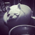 Sarah Harding Instagram - Post wkd work out for one in the cats bed....#lord #claude 🙈😅😍 #frenchbulldog #love #chillaxing in style. #hardcore #yogisnap #frenchie #lol #enjoy 😂😌💯👌🏼🙌🏼❤️🐶