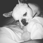 Sarah Harding Instagram – Never a dull moment …😴😅🐶👀🙄
#frenchbulldog #frenchiegram #frenchielife #frenchielove ❤️❤️