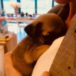Sarah Harding Instagram - In #love ❤️❤️❤️.... ...#blue #cross #charity #total #animal #lover ❤️😍❤️