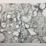 Sarah Pidgeon Instagram - My mom @juliecaroff captured the transmission electron microscopic image of COVID-19 with charcoal pencil, graphite powder, water color, and colored pencil for an assignment in one of her classes. She allowed me to post this but told me not to write anything “gushy”. I think it looks pretty close to the real thing, and I’ll leave it at that.
