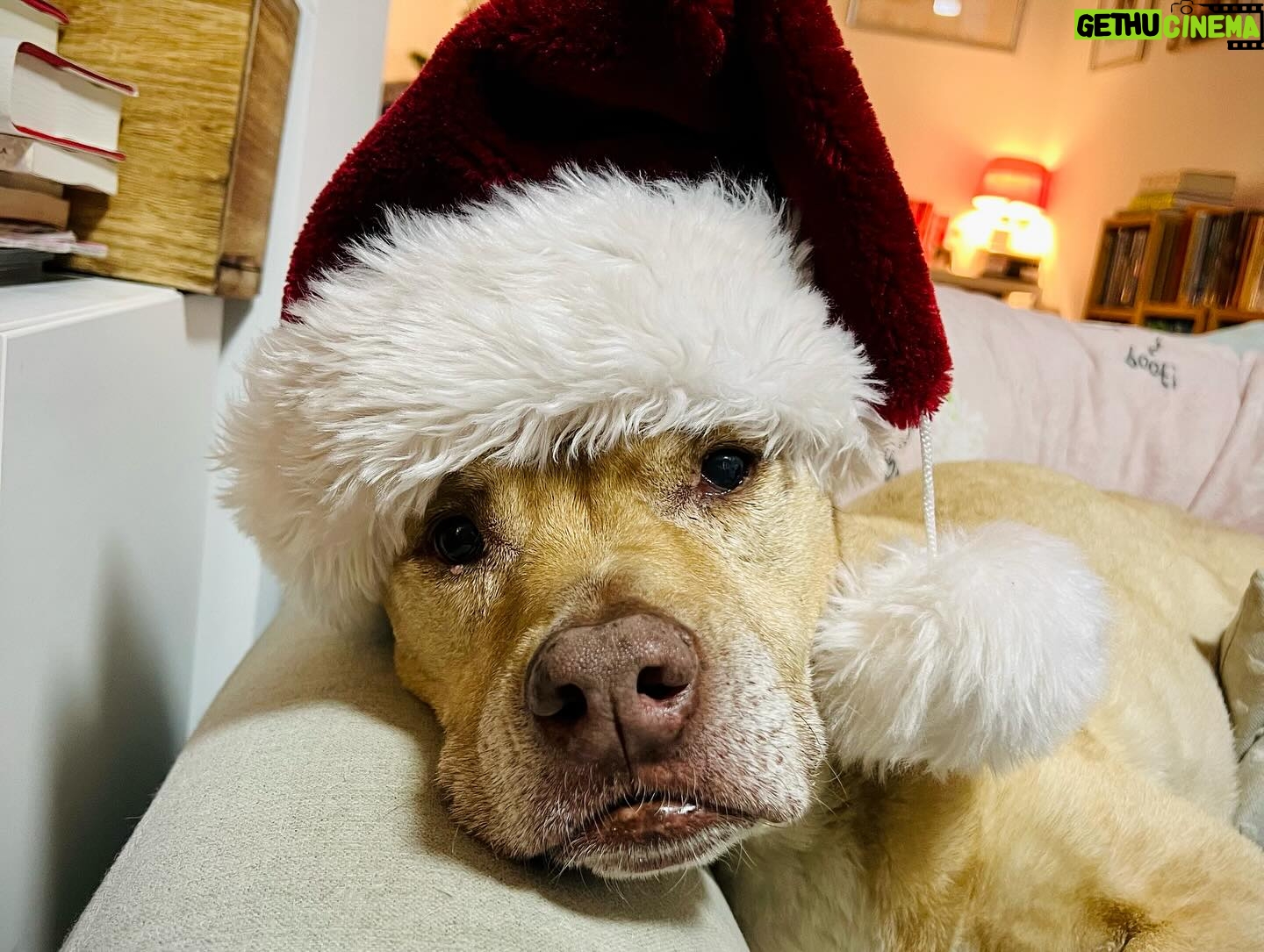 Sarma Melngailis - 2.6K Likes - It’s Christmas Eve and I’m trapped under sleeping Leon (pic 1) so posting this (w a bunch of random throwbacks) … I’m not very good at social media and this world of constant DMs, texts, and all variety of digital incoming feels overwhelming in a strange new way. Like I want to run to a silent meditation retreat in the woods. Still. I love you all. I’m staying put, ready to stand back up and do whatever it takes. Not for me but for what’s meant to return… to you. 🦆🎄✨ Merry Christmas. 🎁
I believe in miracles.
(… you sexy thing) <— name that band.
💓✨💓✨💓✨💓✨💓