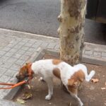 Sasha Alexander Instagram - When in Barcelona…