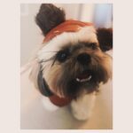 Saya Ichikawa Instagram - #maythe4thbewithyou #スターウォーズの日　#maytheforcebewithyou #shihtzu #ewok #我がパダワン　 #ついにインスタデビュー ⁡ ⁡ J-WAVE 「Orient Star TIME AND TIDE」 毎週土曜　２１時〜 @jwavetimeandtide 聴き逃しはPodcast版やRadikoにて ⁡ テレビ朝日 「Qさま」 ５月６日　19:00〜 ⁡ みなさん良いゴールデンウィークを！