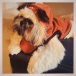 Saya Ichikawa Instagram - #maythe4thbewithyou #スターウォーズの日　#maytheforcebewithyou #shihtzu #ewok #我がパダワン　 #ついにインスタデビュー ⁡ ⁡ J-WAVE 「Orient Star TIME AND TIDE」 毎週土曜　２１時〜 @jwavetimeandtide 聴き逃しはPodcast版やRadikoにて ⁡ テレビ朝日 「Qさま」 ５月６日　19:00〜 ⁡ みなさん良いゴールデンウィークを！
