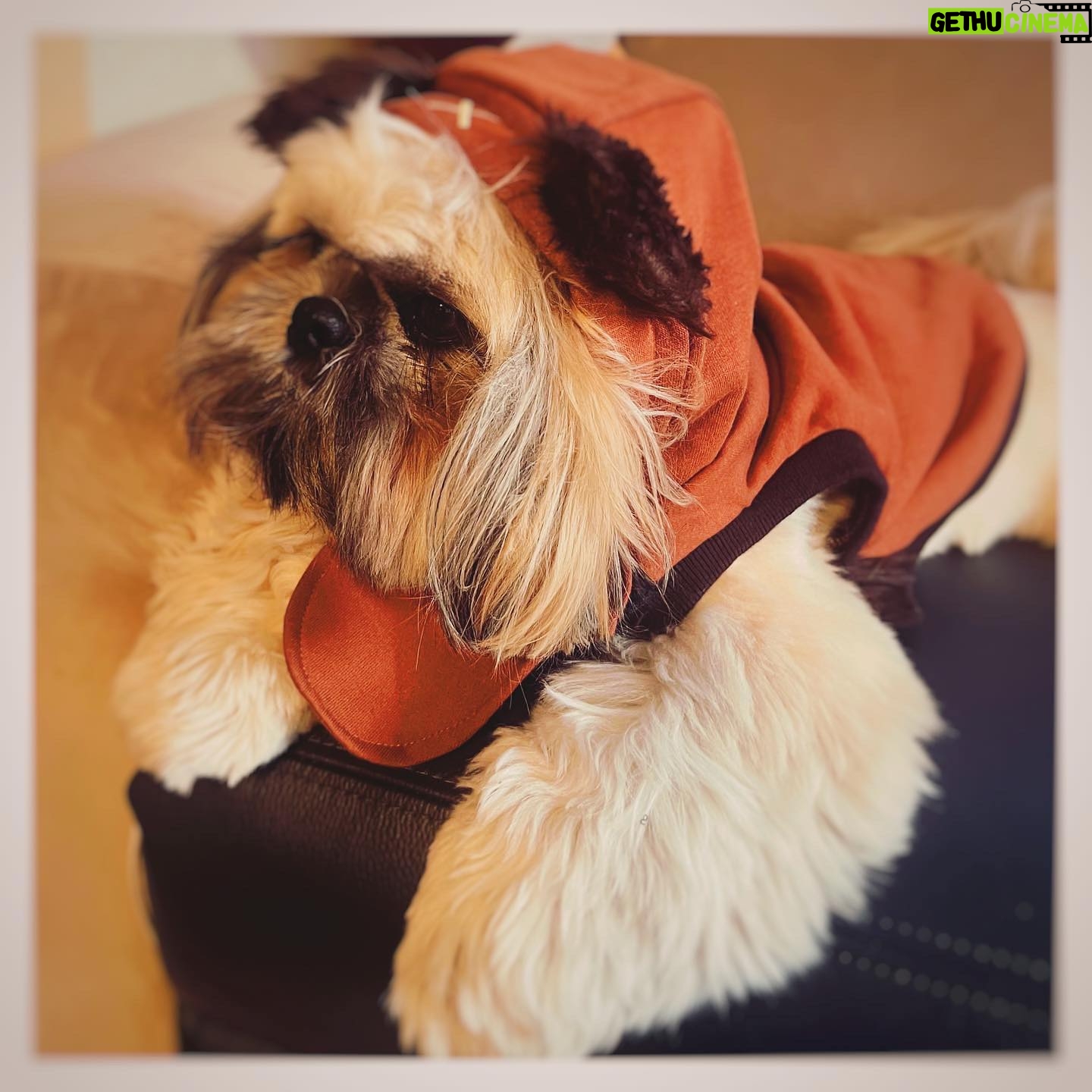 Saya Ichikawa Instagram - #maythe4thbewithyou #スターウォーズの日 #maytheforcebewithyou #shihtzu #ewok #我がパダワン #ついにインスタデビュー J-WAVE 「Orient Star TIME AND TIDE」 毎週土曜 21時〜 @jwavetimeandtide 聴き逃しはPodcast版やRadikoにて テレビ朝日 「Qさま」 5月6日 19:00〜 みなさん良いゴールデンウィークを!